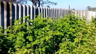 Как ухаживать за малиной