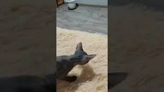 донской сфинкс приносит конфетку)