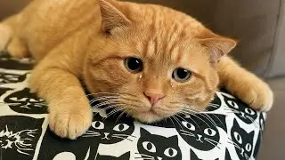 19-летний Кот встречает Хозяина, которого он не видел 7 лет. Только посмотрите на реакцию Кота!