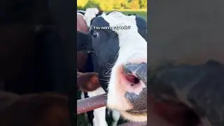 Meet the Moo Crew | Organic Valley