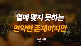 [매일기도] 11월 11일 월요일 | 열매 맺지 못하는 연약한 존재이지만