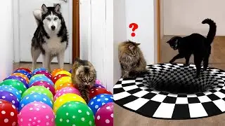 Owner Has NEW Challenges For  Dogs And Cats EVERY DAY | Part 3
