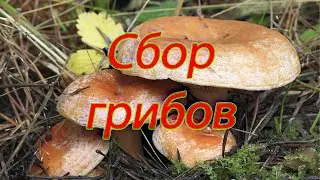 Поход за грибами. Сбор грибов рыжиков. Грибы Вологодской области