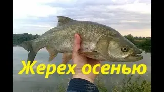 КАК ЛОВИТЬ ЖЕРЕХА ОСЕНЬЮ? ЛОВЛЯ ЖЕРЕХА на РЕКЕ. МЕСТА И НАЖИВКИ для ЛОВЛИ ЖЕРЕХА в ОСЕННЕЕ ВРЕМЯ