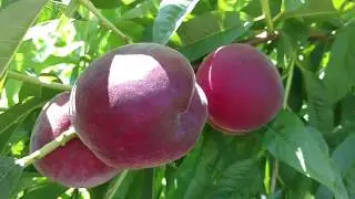 Персик Саджитария / Peach Sagittaria/ - красивейший, очень ранний сорт.  Сигнальное плодоношение.