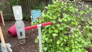 Wheatgrass - Attempting to Get Greens to the Chickens