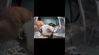 Котики