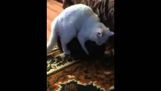 Кот долбит