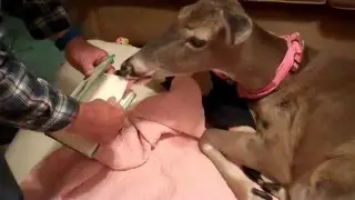 Book Nibbling with Dillie the Deer