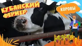Сельский бизнес в Краснодаре: разведение коров, уход за животными и производство молочной продукции