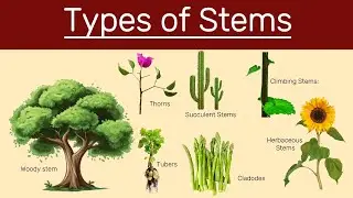 Different types of stems, Types of stems, Classification of stems.
