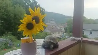 The noble sunflowers light up our lives