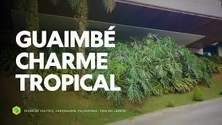 GUAIMBÉ -  O CHARME TROPICAL do Philodendron bipinnatifidum