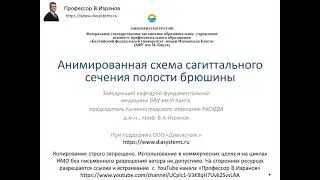 Анимированная схема сагиттального сечения полости брюшины