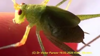 Почему Этот Зеленый Монстр Кузнечик  Кусается? Кто Это?