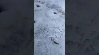 Чудское озеро - закрытие сезона