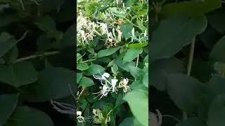Джміль