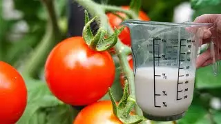 100% NATURAL remedy for tomatoes, roses and other plants