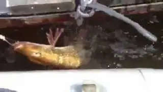 Шлюз гремучий 