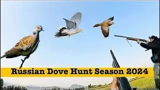 Mornings Dove call for Hunting (2024)