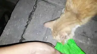 Time to Eat Orange Cat and Family