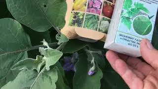 Удобряю огурцы  Желтеют листья огурцов Срочно сделай это