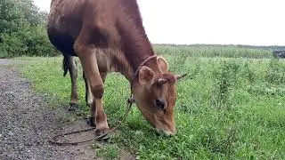 Корова – не milka