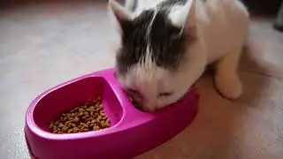 Kaip klasifikuojami pašarai?
