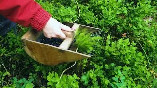 Gathering BLUEBERRIES 🍀 🇺🇦