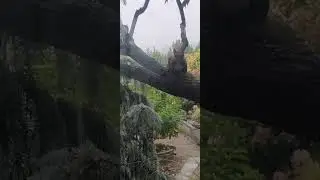 Белочка пришла