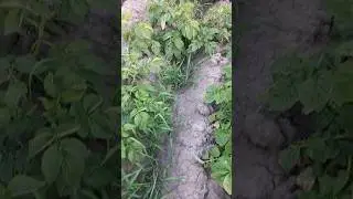 Лазурит. результат на лицо.