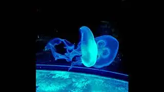 $OULVOID - Duplicity feat. NOrgan$ & TOMB$ (No Lacking) [prod. LIVIDAE]
