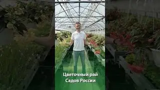 Цветочный рай в Садах России #садыроссии #сад #дача #цветы
