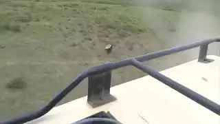 Какие бывают умные медоеды!