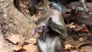 My Heart Broken, Never Seem Mom do this to her baby, Poor New born Anissa get rejected milk by mom