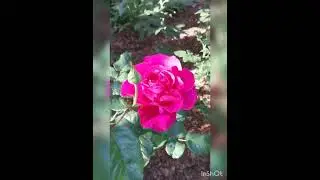Цветут первые розы и не только