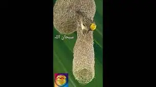 Surah layal ( layal)  beautiful recitation of the holy Quran #birds parinda #nust #eagles #