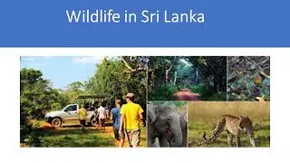 Wildlife in Sri Lanka