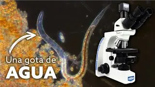 MICROFOTOGRAFÍA: Revelando lo invisible