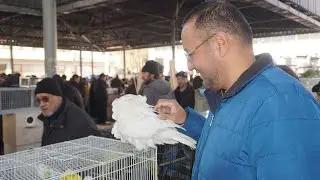 Тошкент қуш бозори: 8.01.2022 Птичий рынок Ташкент||the biggest bird market of Tashkent