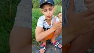 это мой друг #насекомое #гусеница #бабочка #shorts