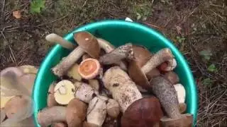 ГРИБЫ ПОШЛИ!