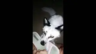 бешеная лиса украла тапки / r.i.p. тапули / pet fox
