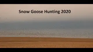Snow Goose Hunting 2020