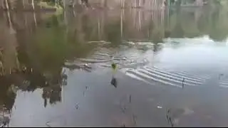 mancing  ikan toman besar