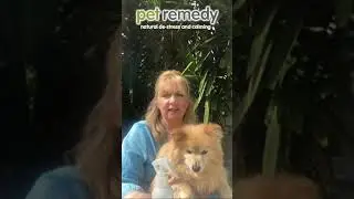 Pet Remedy calming spray introduction