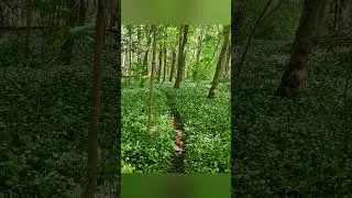 Черемша (часник ведмежий). Період цвітіння.