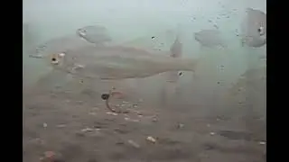 Столько рыбы, а не ловится! #fishing