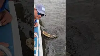 Kenny feeds wild Aligator by hand on our tour