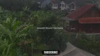 🔴 Sleep Fast with Pure Nature Rain, Incredible Present Thunder & Cricket Sounds